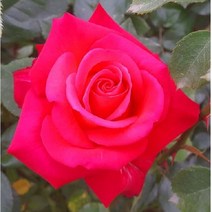 착한가격 나무생각 / 사계 명품 유럽 땅장미 / 코사이, 주