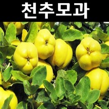천추모과 나무 묘목 접목3년 결실주(분) 1개/유실수/과수