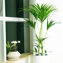 pfo008 음이온 피톤치드 공기정화 co2 겐자야자