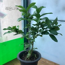 금강원예 오렌지레몬나무 &레몬나무&유주나무&낑깡나무 열매가 있어용!!, 2.레몬나무