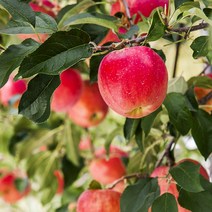 옥이네사과 이온수로 세척한 경북사과 청송 문경 세척사과 2.5kg, 3kg_소과17-19과(개당185g내외)