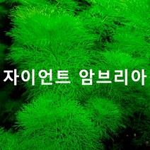 자이언트 암브리아 (2촉) 초보자수초 자연수초, 단품