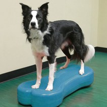 핏포즈 자이언트 핏본 Fitpaws Giant FITbone 강아지, 1개, 보라