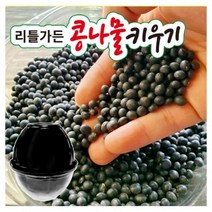 콩나물 재배기 키트, 콩나물 키우기 키트, 5개