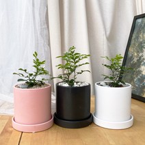 [1+1 SET] 조그마한 하얀꽃 공기정화식물 키우기쉬운 반려식물 오렌지 자스민 도자기, 도자기 화이트, 선택안함(1개 구매시 선택), 화분받침(1개)
