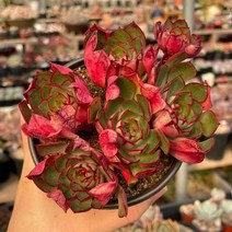 엘샤 다육식물 자연군생 묵은둥이 용인수다육