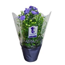 더블캄파눌라(소품)보라 겹캄파눌라 봄꽃 캄파꽃 꽃나무 08