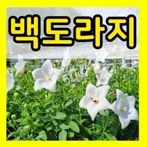 약초 산 나물 씨앗 더덕 우엉 잔대 냉이 도라지 고수 와송 맥문동 엉겅퀴 당귀 하수오 시호 신선초 황기 흰민들레 방풍 고들빼기 곤드레 곰취나물 방아 취나물 참나물 까마중 씨 모음, 5.백도라지씨 1000립, 1개