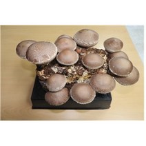 국산 참나무 배지 표고버섯 배지키트 무농약 산지직송 문경시산림조합, 1개, 2.5kg