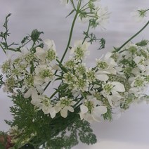 올라야 / 고속터미널꽃시장 꽃도매 계절꽃 서리풀플라워