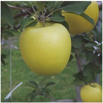 묘목/사과 시나노골드/접목 1년(M26 왜성대목) KJ298, 1개