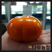 (나무농장) 감나무 차량단감 R4 내외 분