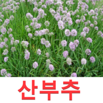 (성실D)야생화 산부추(두메부추)(개별포트) 10개