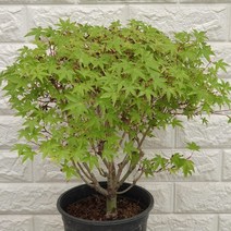 단풍나무38 - 공기정화식물