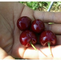 향수묘목농원 체리 나무 3년생분묘 자가수정체리 우량대목, 일반대목라핀, 자가수정체리분묘, 1개