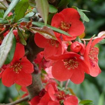 명자나무(흑광)수고90cm(4주묶음)묘목/F1313