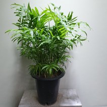 [나인에잇틴]테이블야자 공기정화식물 119