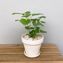 [1+1 SET]허브향 가득한 공기정화식물 키우기쉬운 반려식물 레몬밤 독일 토분, 스팡 화이트(11cm), 선택안함(식물1개 구매시), 화분받침 추가