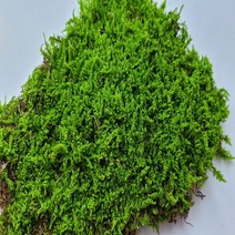 털깃털이끼 생이끼 키우기 건조이끼 화분 테라리움만들기 (35cm x 50cm), 35cm x 50cm
