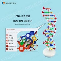 DNA 이중 나선 구조 모형 설명서 초등학교 과학 중학교 생물 교육 실험, 대형 DNA 모델(교사용)