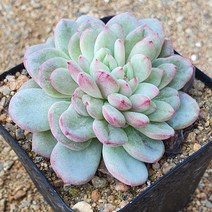 [다육식물]샤인브라이트, 1개