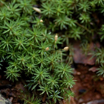 솔이끼(암그루) - 22245