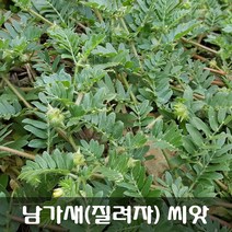 [해피플라워] 남가새 백질려 질려자 씨앗 20g / 봄 파종 약초 트리뷸러스 종자