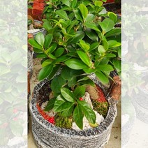 팬더고무나무 가지마루팬더 고무나무 공기정화 먼지먹는 식물