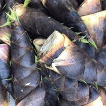 지리산 산지직송 자연산 생죽순 맹종죽순, 1박스, 죽순 5kg