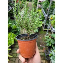 무배특가 로즈마리 소품 15~25cm 29, 1개