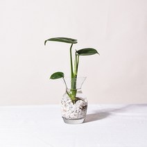 필플랜트 수경재배식물 플레어글라스 DIY세트 몬스테라수경재배, 1개, 6.몬스테라+수경재배세트(플레어글라스+흰돌)