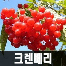 크랜베리 삽목 1년 포트 나무 묘목 원예