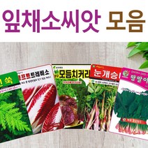 살아있는 씨앗 모음 채소씨앗 상추 쑥갓 궁채 유럽 치커리 루꼴라 치커리 청경채 시금치 파 양파 부추 도라지 곰취 더덕 곤드레 나물 내이 종자, C- 청농청치커리 x 1개, 1개