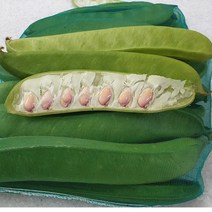 작두콩 4kg 이내 국내산 백산상회, 1박스