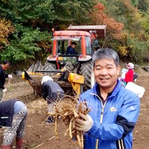 금산인삼도매센터 난발삼특대1채, 흙 묻은 수삼