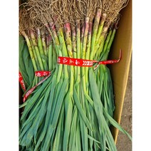 가락싱싱 풋마늘 잎마늘 1단(2kg내외)