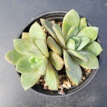 꽃다리 독일샴페인 군생 83 다육식물 다육이 아이만배송