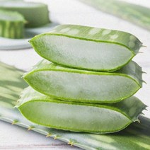 알로에 사포나리아 생잎 1kg, 1개