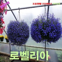 팝플라워로벨리아-사파이어블루 씨앗 300립, 상세페이지 참조