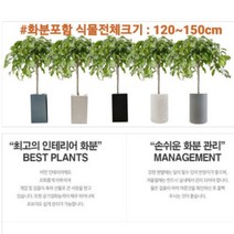 없음 [반값화분] MAIN-대형킹벤자민150(원조돈나무) 직접배송 축하화분 개업화분 거실화분 카페화분 인테리어화분 아레카야자 극락조 알로카시아 파키라 고무나무, 방문분갈이