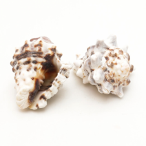 오꿈 조개껍질 조개껍데기 소라껍데기 소라껍질, B08 장식용조개 뿔소라, 봉