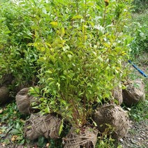 이스라지(산앵두) 키60센티 1주, 본상품선택, 1개