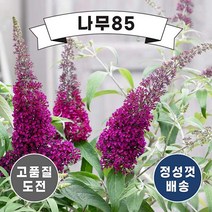 (나무85) 붓들레아 10cm포트 3종, 2. 슈가플럼 10cm포트, 1개