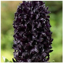 히아신스 구근 미드나잇 미스틱 / 추식 수경재배 봄꽃 화단 정원