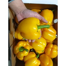 파프리카 빨간 노랑 노란 피망 청피망, 노랑1개