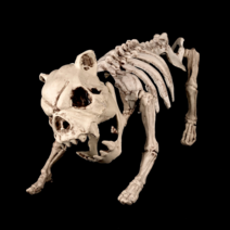 파티짱 도그 스켈레톤 뼈 모형