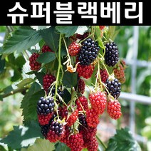 슈퍼블랙베리(V9) 나무 묘목 근삽1년 뿌리묘 3개/유실수/과수