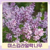 라일락나무 묘목 미스김라일락 키50cm(분) 1개