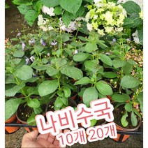 나비수국 10개 20개/월동되는 꽃말은 소녀의 꿈, 20개