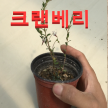 (성실농원)크랜배리 삽목1년생(포트) 7그루